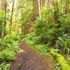 Olympic National Park - Dawn Chorus - 5AM