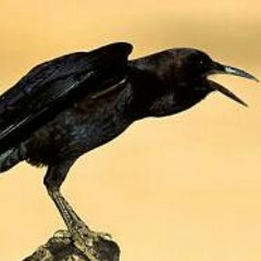 A Crows Song