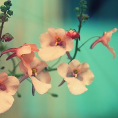 安河橋 宋冬野 Cover By Michelle Chan 女版