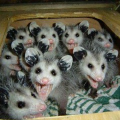 Phunky Stars in their Eyes