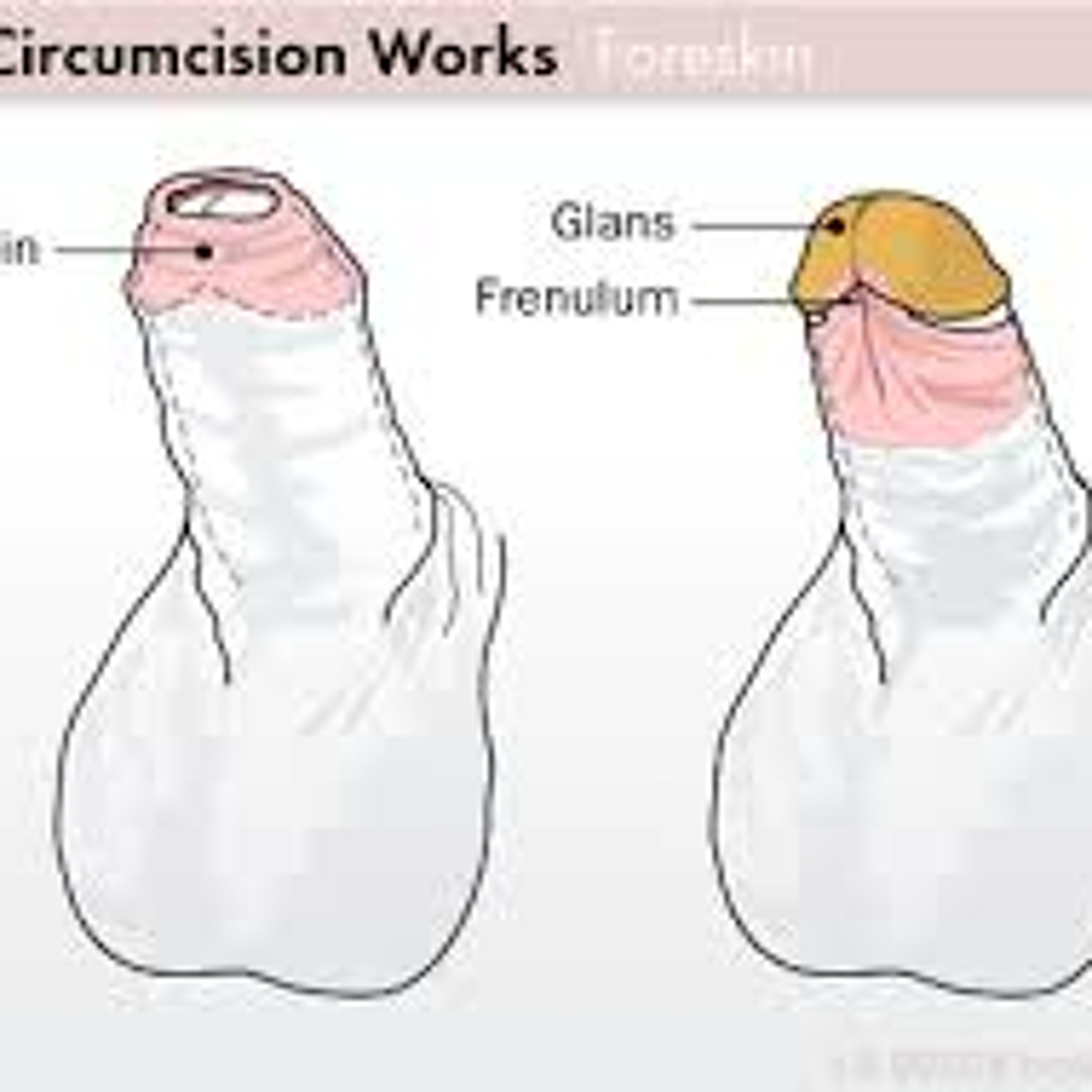 Joey, Porn Star and Foreskin Advocate episode artwork