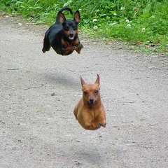 Devils