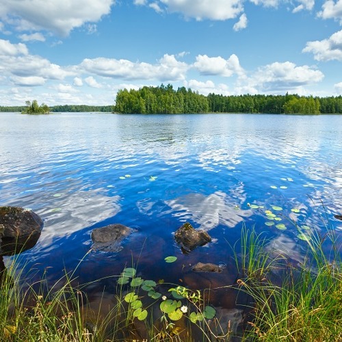 On Golden Tide by Tim Janis