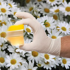 Chewed on Daisies