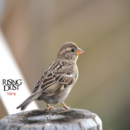 Rising Dust - Tsipor