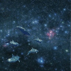 LONELY DOLPHIN