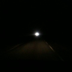 Bear Droppings Identification