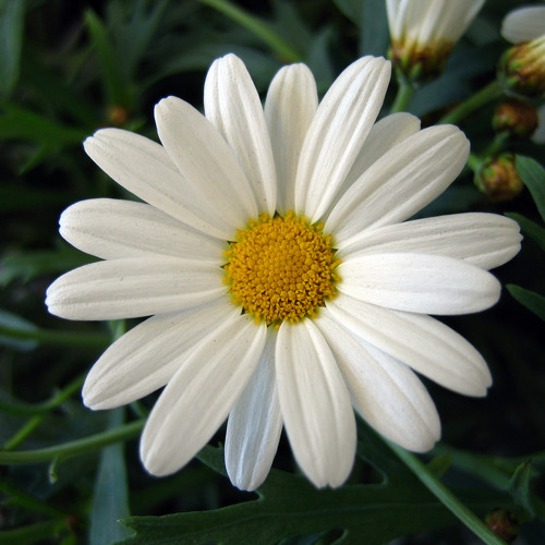 Wildflower - Skylark - Cover Version