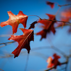 Headlock originally by Imogen Heap