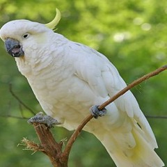 Burung Kakak Tua (MKB Club)