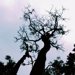 Suicidal Dream (Silverchair cover)