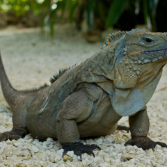 Cayman Islands - Kings of Convenience (Cover)