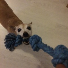 Alfred getting his nails clipped