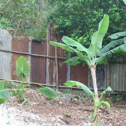 Britton Write - A Strange Place Called Yaad