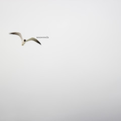 Se▲weeds - Are You Still Awake