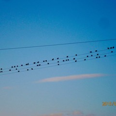 Birds on a Wire in Scotland