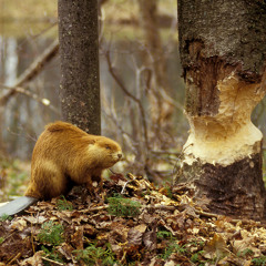 Beaver's Proclamaition