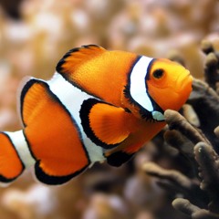 Aquarium