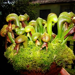 The Sieve Of Eratosthenes