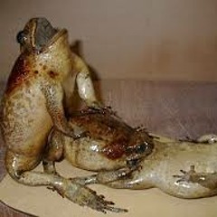 36 Plains Leopard Frog - ID And Call