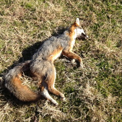 Frost On The Lips Ov God by Black Season