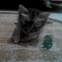 If you're not the one - Daniel B(short cover)