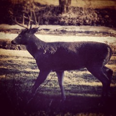 Tailpipes on a Vanagon - Love is a Dog from Nebraska