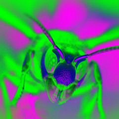 Spidergod - Chilling From The Hive - OSC71