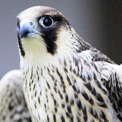 012 FALCON