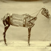 horse-comanche-chadwick-stokes