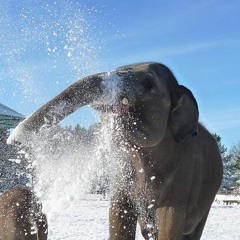 Swedagon - Relativity