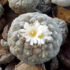 Merrell paddock singing Terron Gore drumming