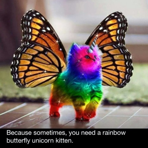 Hypnodrones- Rainbow butterfly unicorn kitten