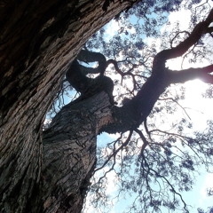 The Tree Of Life ("One Love/Phi/Φ")