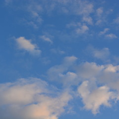 The crazy Beats of Jungle