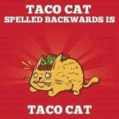 Taco caT