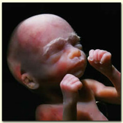 Het Menselijk Embryo 2/3