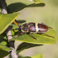 Los insectos solucionarían el hambre en el mundo