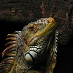 Sparkos - Iguana (Bazzas Bass Power Edit)