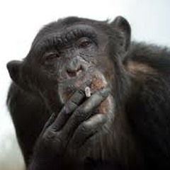 Orcas - Det kører mig ned