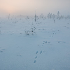 Alicia's Keys / Stillwell Rocket / NI Replika