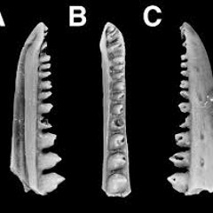 HeteroDont-SAMPLE