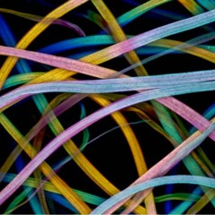 Dr.Salt - Bloody Wednesday