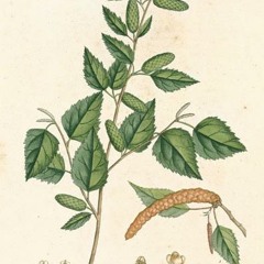 Cherrybirch