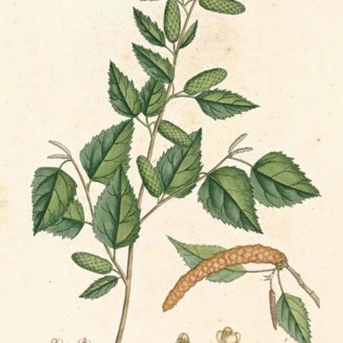 Cherrybirch