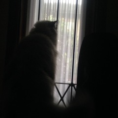 The Scientist ( Coldplay cover )