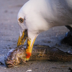 べーレンホイター (Track by taroomi)