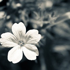 Dark Star (long may you shine)
