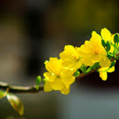 Ly Ruou Mung - Kieu Nga