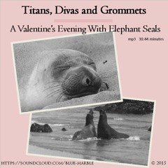 Titans Divas and Grommets: A Valentine's Evening With Elephant Seals